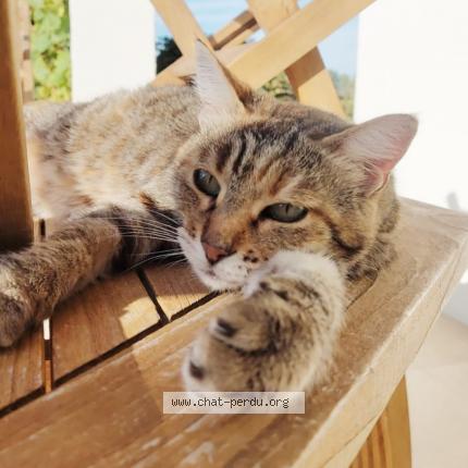 Photo de chat perdu à Lattes