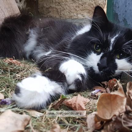 Photo de chat perdu à Cergy