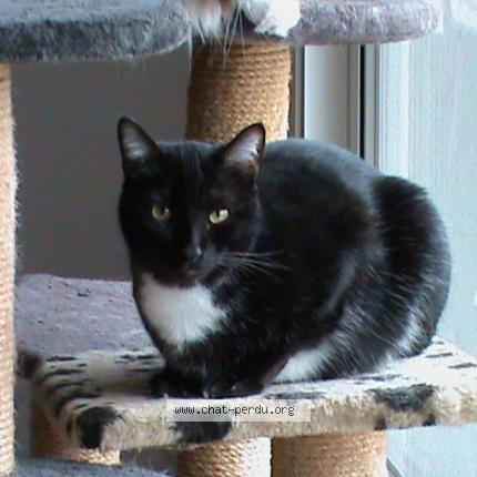 Photo de chat perdu à Saint Gely Du Fesc