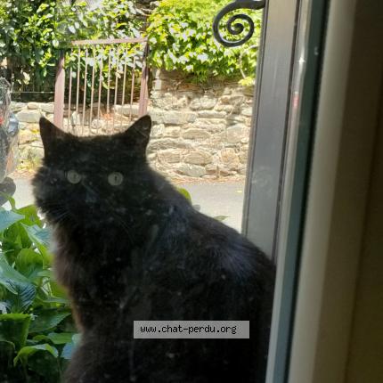 Photo 1/1 Chat retrouvé Perdu à Prades Le Lez