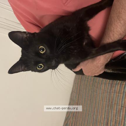 Photo 1/1 Chat retrouvé Trouvé à Paris