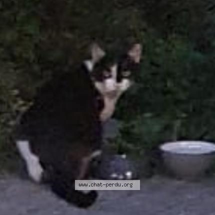 Photo de chat trouvé à Grenoble