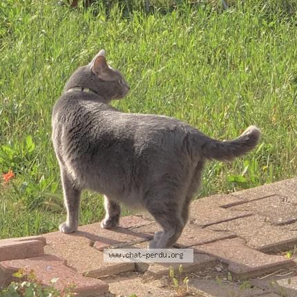 Photo 1/1 Chat retrouvé Perdu à Martigues