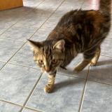 Photo de chat trouvé à Le Locle