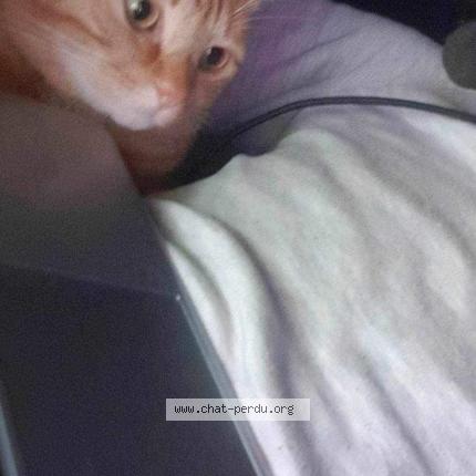 Photo de chat perdu à Saumur