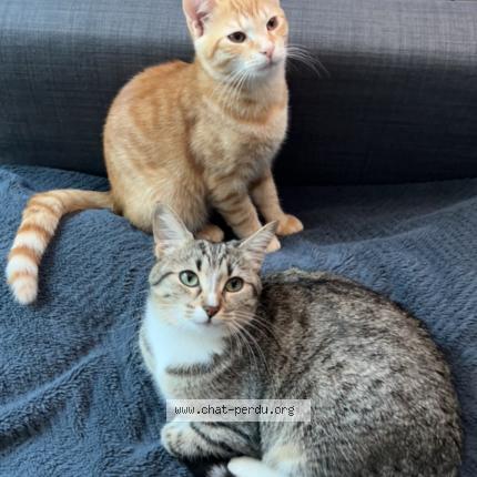 Photo 2/2 Chat retrouvé Perdu à Corbeil Essonnes