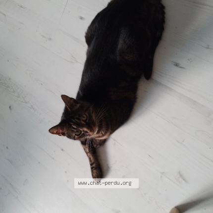 Photo 1/1 Chat retrouvé Perdu à Boulogne Billancourt