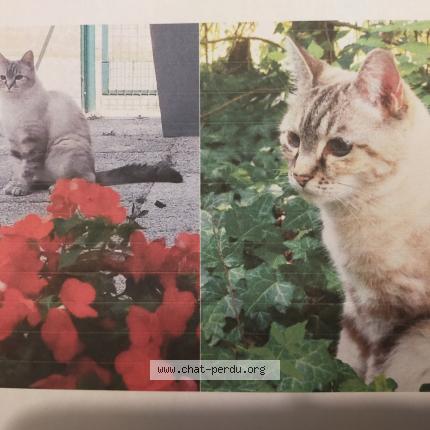 Photo 1/1 Plume Chat perdu à Nervieux