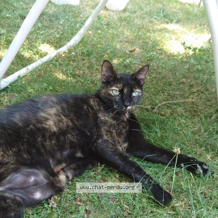 Photo 1/1 Moumoune Chat perdu à Thuret