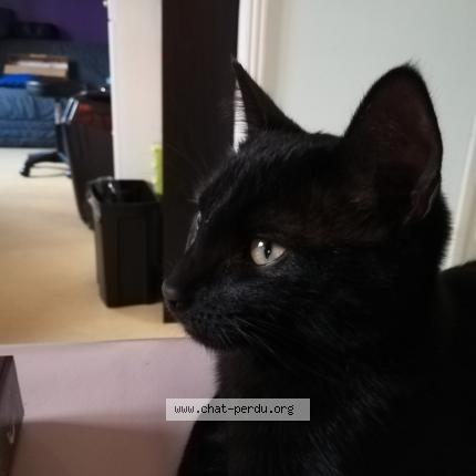 Photo 1/1 Chat retrouvé Perdu à Rouen