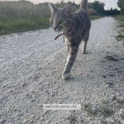 Photo de chat perdu à Olonne Sur Mer