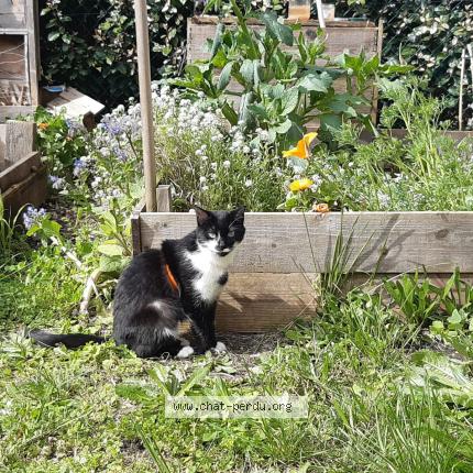 Photo de chat perdu à Nantes