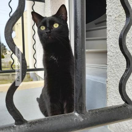 Photo 1/1 Chat retrouvé Perdu à Eu