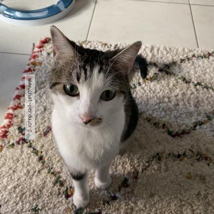 Photo 1/1 Chat retrouvé Perdu à Bordeaux