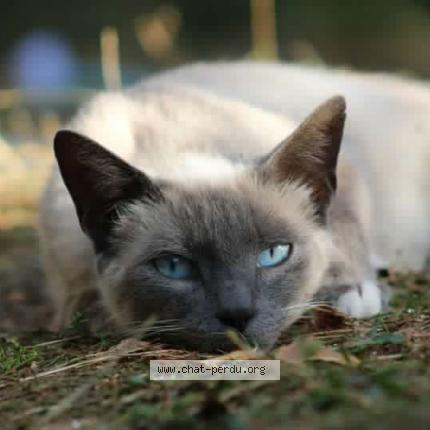 Photo 1/1 Chat retrouvé Perdu à Fontgombault