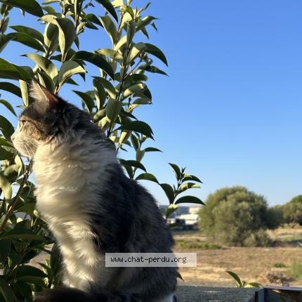 Photo 1/1 Chat retrouvé Perdu à Saint Thibery