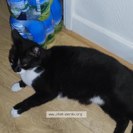 Photo de chat perdu à Gelos
