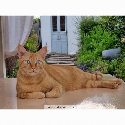 Photo de chat perdu à Drain