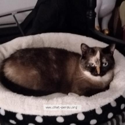 Photo 1/1 Chat retrouvé Perdu à Tourcoing
