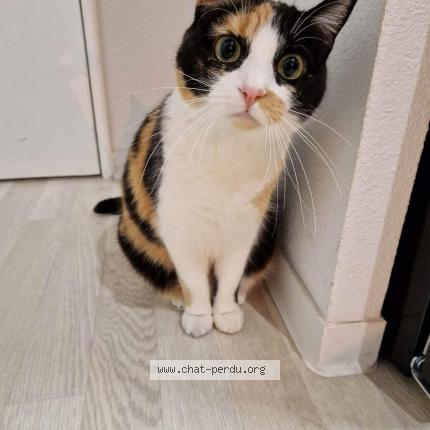 Photo 1/1 Chat retrouvé Perdu à Bordeaux