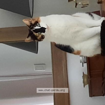Photo 1/1 Chat retrouvé Perdu à Meounes Les Montrieux