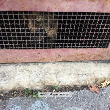 Photo 1/1 Chat retrouvé Trouvé à Lyon