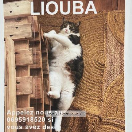 Photo 1/1 Chat retrouvé Perdu à Saint Etienne