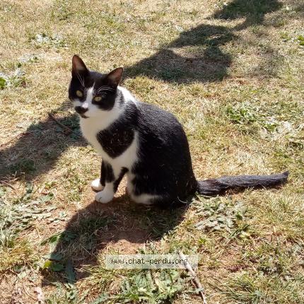 Photo 1/1 Chat retrouvé Perdu à Cisse