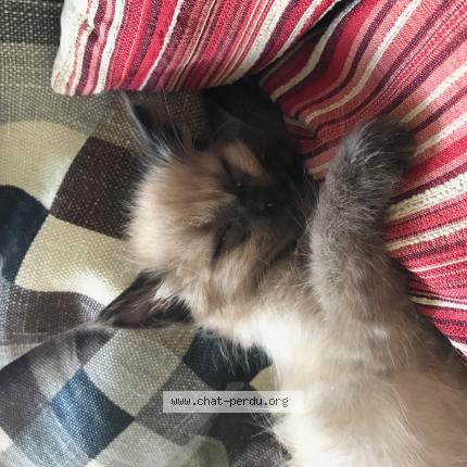 Photo 1/1 Chat retrouvé Perdu à Bordeaux
