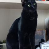 Photo de chat perdu à Vessy