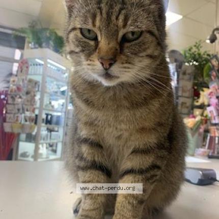 Photo 1/1 Chat retrouvé Perdu à Montigny En Ostrevent