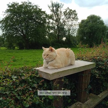 Photo 1/1 Chat retrouvé Perdu à Alquines