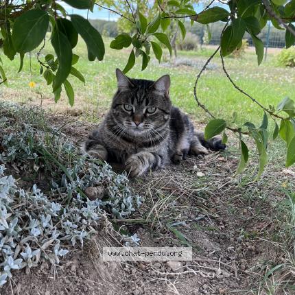 Photo de chat perdu à Bailleau L Eveque