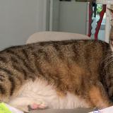 Photo de chat perdu à Paris