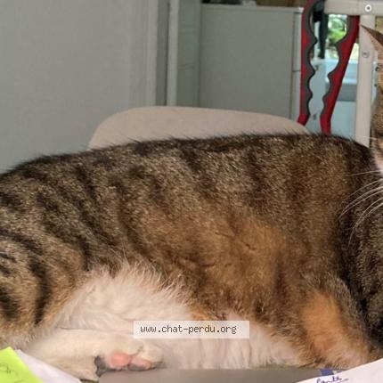 Photo 1/1 Chat retrouvé Perdu à Paris