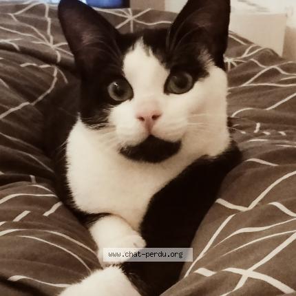 Photo 1/1 Marley Chat perdu à St quentin