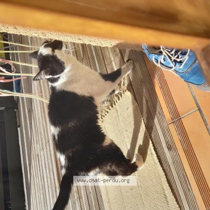 Photo 1/1 Chat retrouvé Trouvé à Lempdes