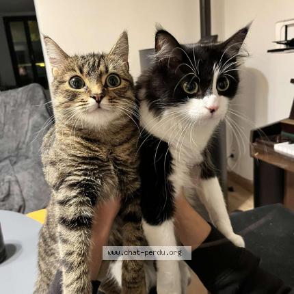 Photo de chat perdu à Pontoise