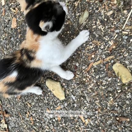 Photo de chat trouvé à La Buisse