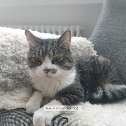 #779786 Ritchie chat perdu à SCHAERBEEK - Chat Perdu Belgique