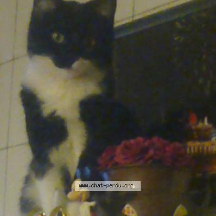 Photo 1/1 Chat retrouvé Perdu à 76710 Montville