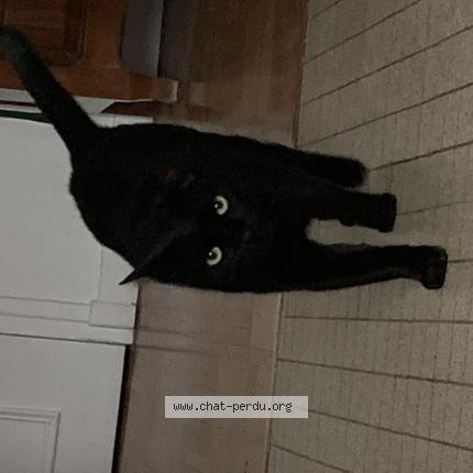 Photo de chat perdu à Montpellier