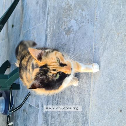 Photo 1/1 Chat retrouvé Perdu à Lievin