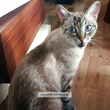 Photo 1/1 Chat retrouvé Trouvé à Marseille