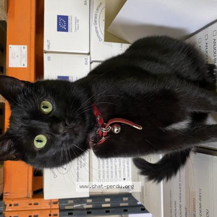 Photo de chat perdu à Doue La Fontaine