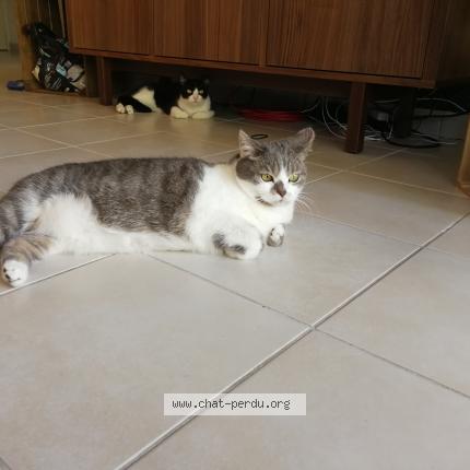 Photo 1/1 Chat retrouvé Perdu à Joue Les Tours