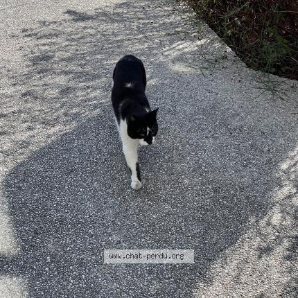 Photo 1/1 Chat retrouvé Trouvé à Parempuyre
