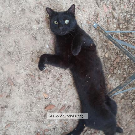 Photo 1/1 Chat retrouvé Perdu à Nimes