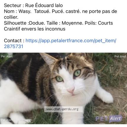 Photo 1/1 Chat retrouvé Perdu à Loos