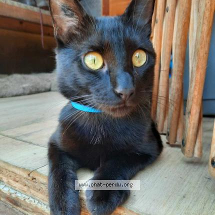 Photo de chat perdu à Beaupreau